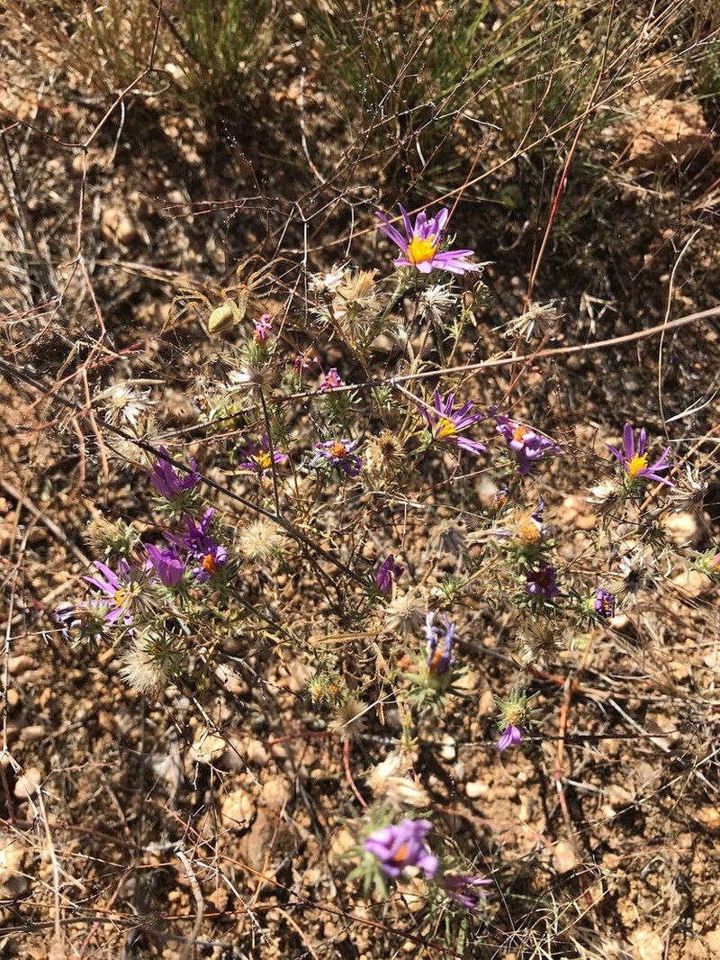 Mesa Tansyaster photo 5