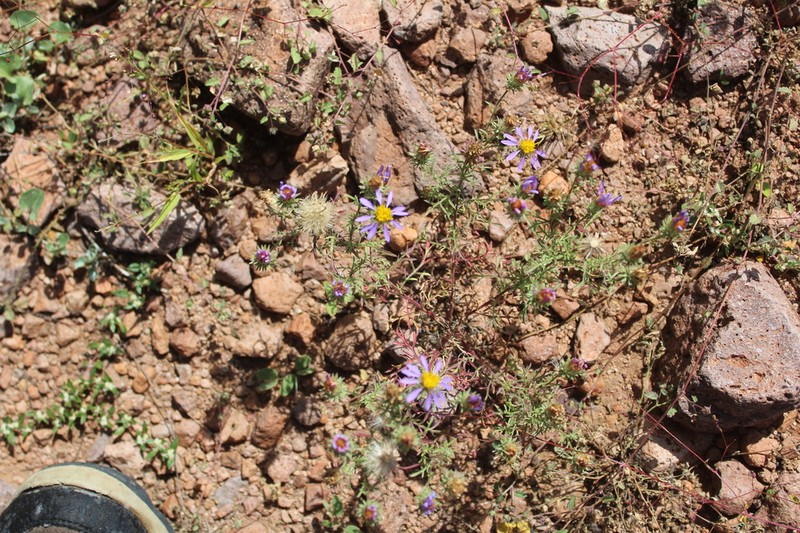 Mesa Tansyaster photo 8