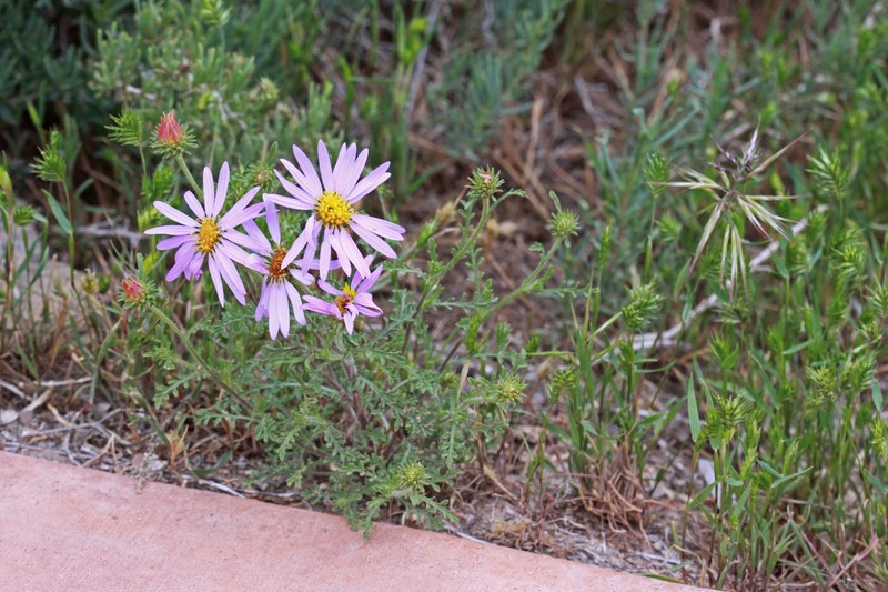 Tanseyleaf Tansyaster photo 2