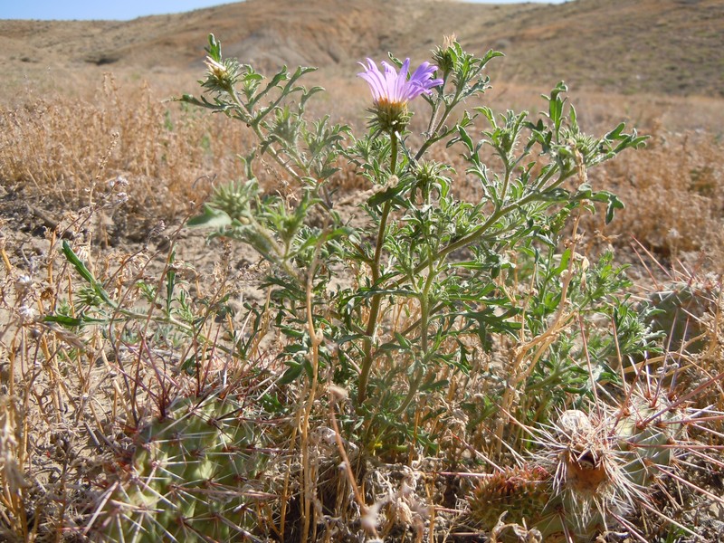 Tanseyleaf Tansyaster photo 3