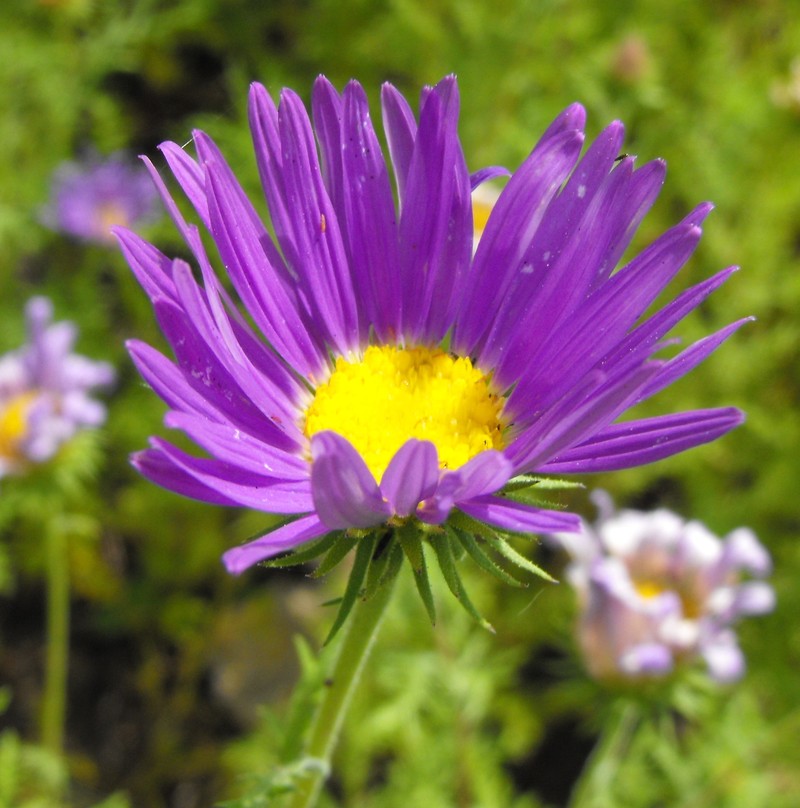 Tanseyleaf Tansyaster