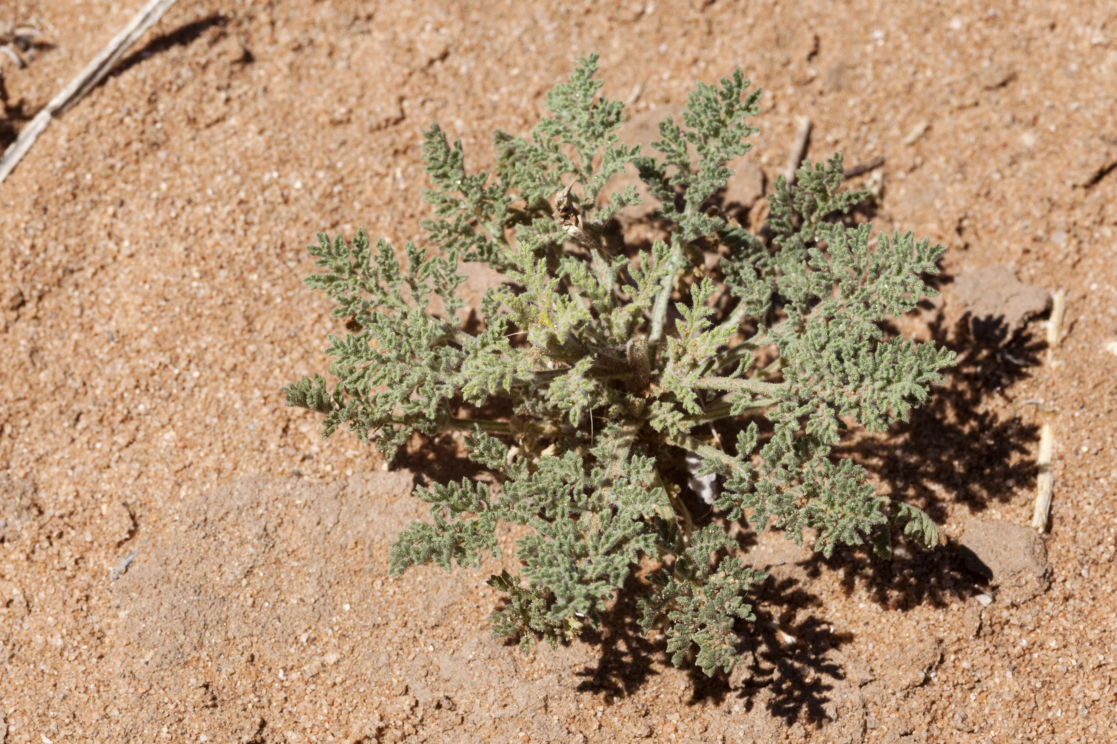 Tanseyleaf Tansyaster photo 7