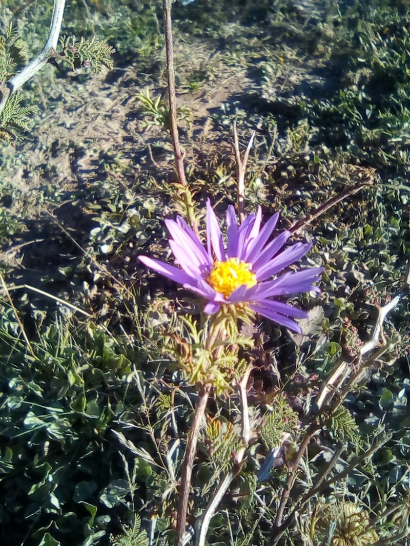 Tanseyleaf Tansyaster photo 7