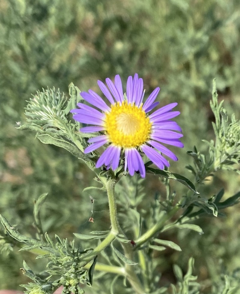Tanseyleaf Tansyaster photo 8