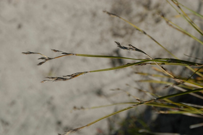 Machaerina abbreviata