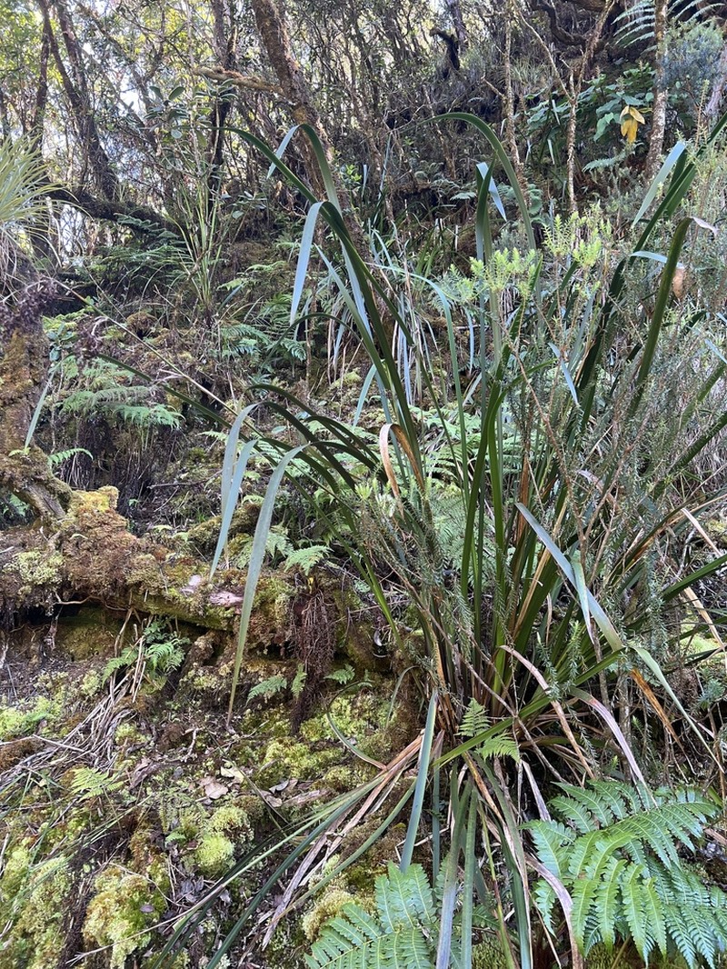 Polynesian Twigrush photo 2