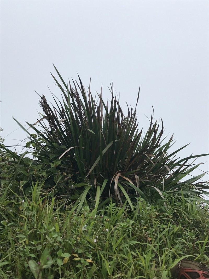 Polynesian Twigrush photo 3