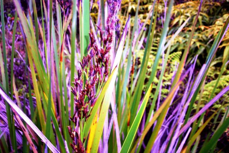 Polynesian Twigrush photo 5