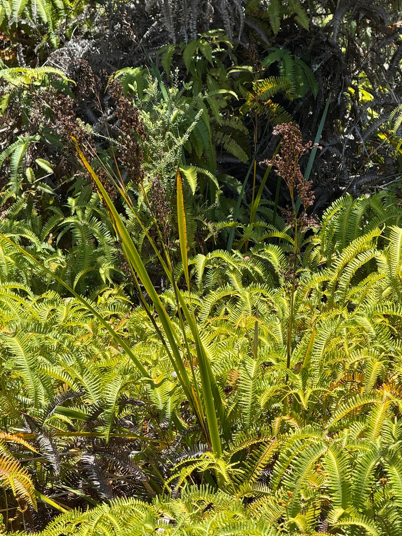Polynesian Twigrush photo 6