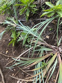 Tropical Twigrush