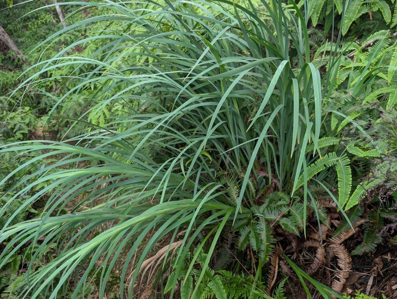 Tropical Twigrush photo 2