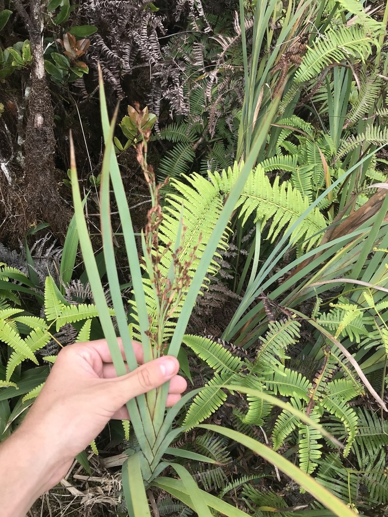 Tropical Twigrush photo 3
