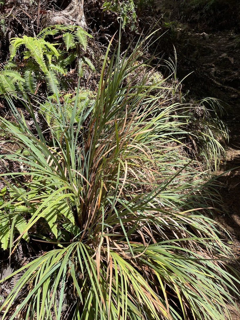 Tropical Twigrush photo 5