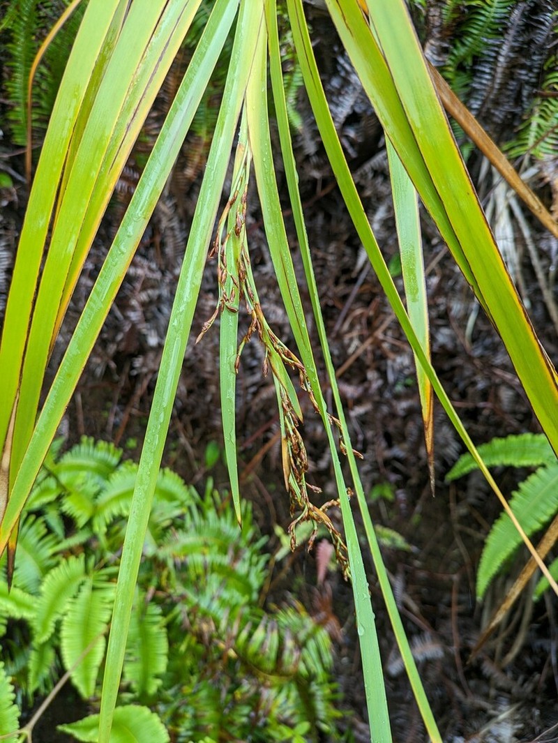 Tropical Twigrush photo 6