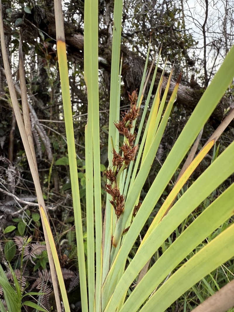 Tropical Twigrush photo 7