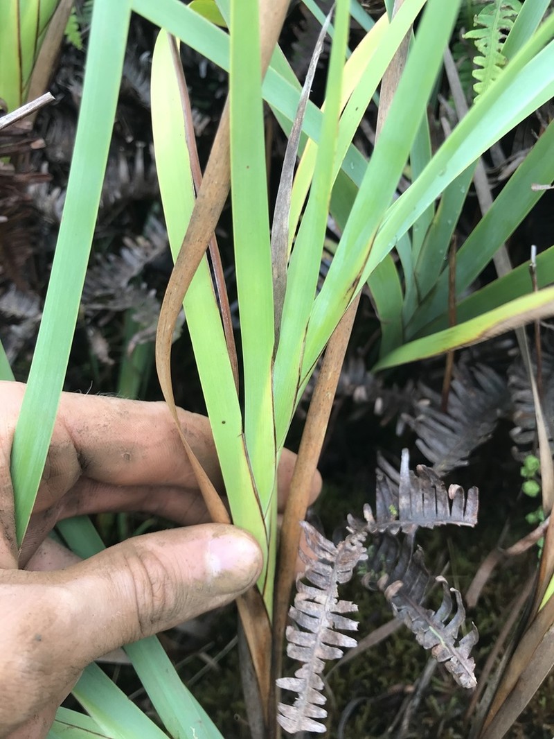 Tropical Twigrush photo 8