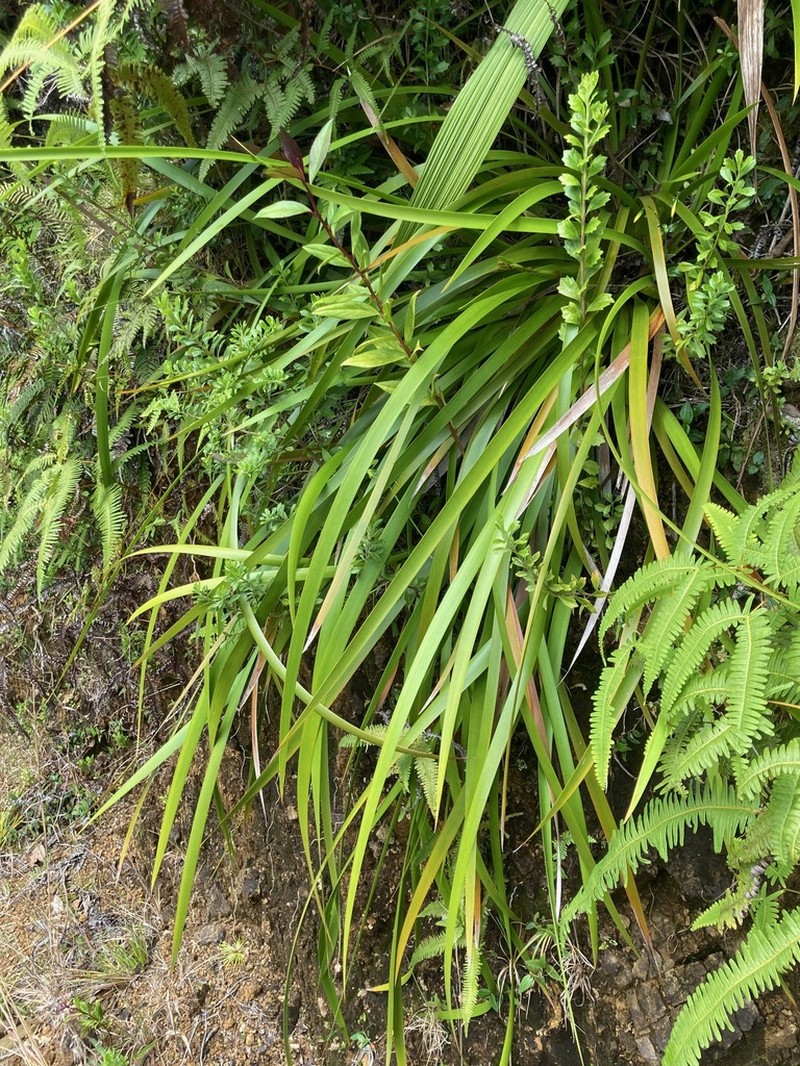 Forest Twigrush