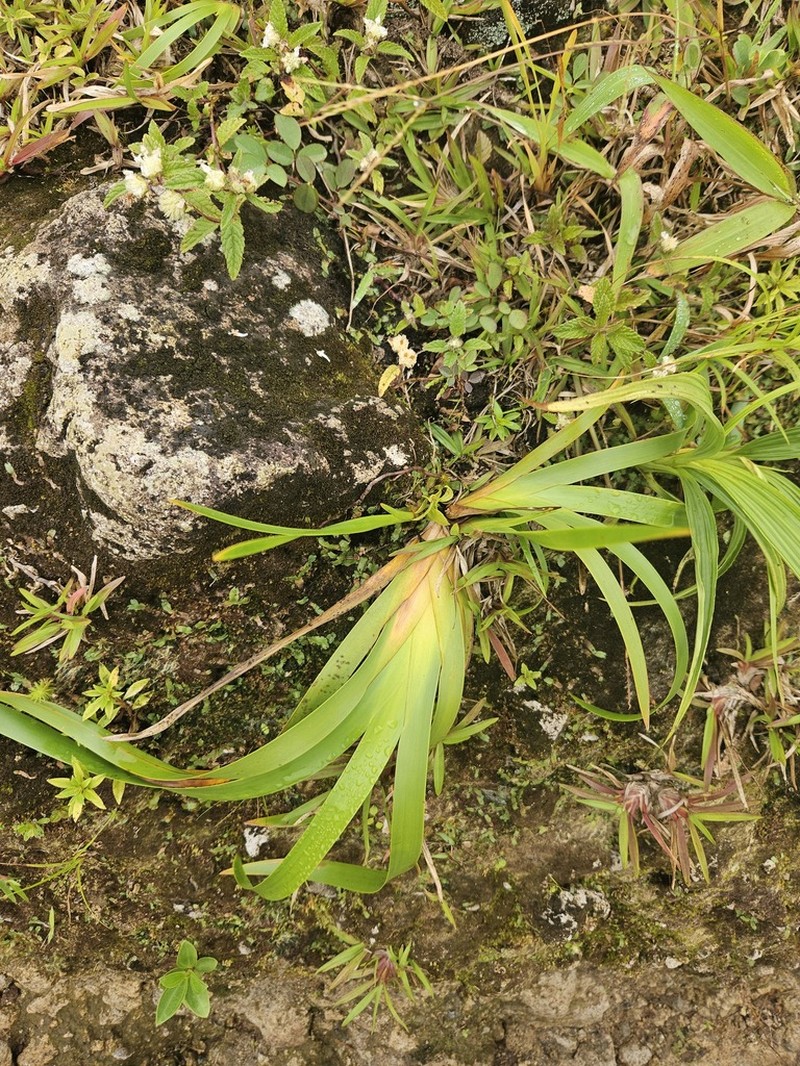 Forest Twigrush photo 7