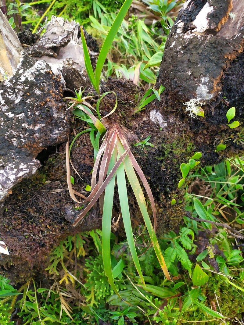 Forest Twigrush photo 8