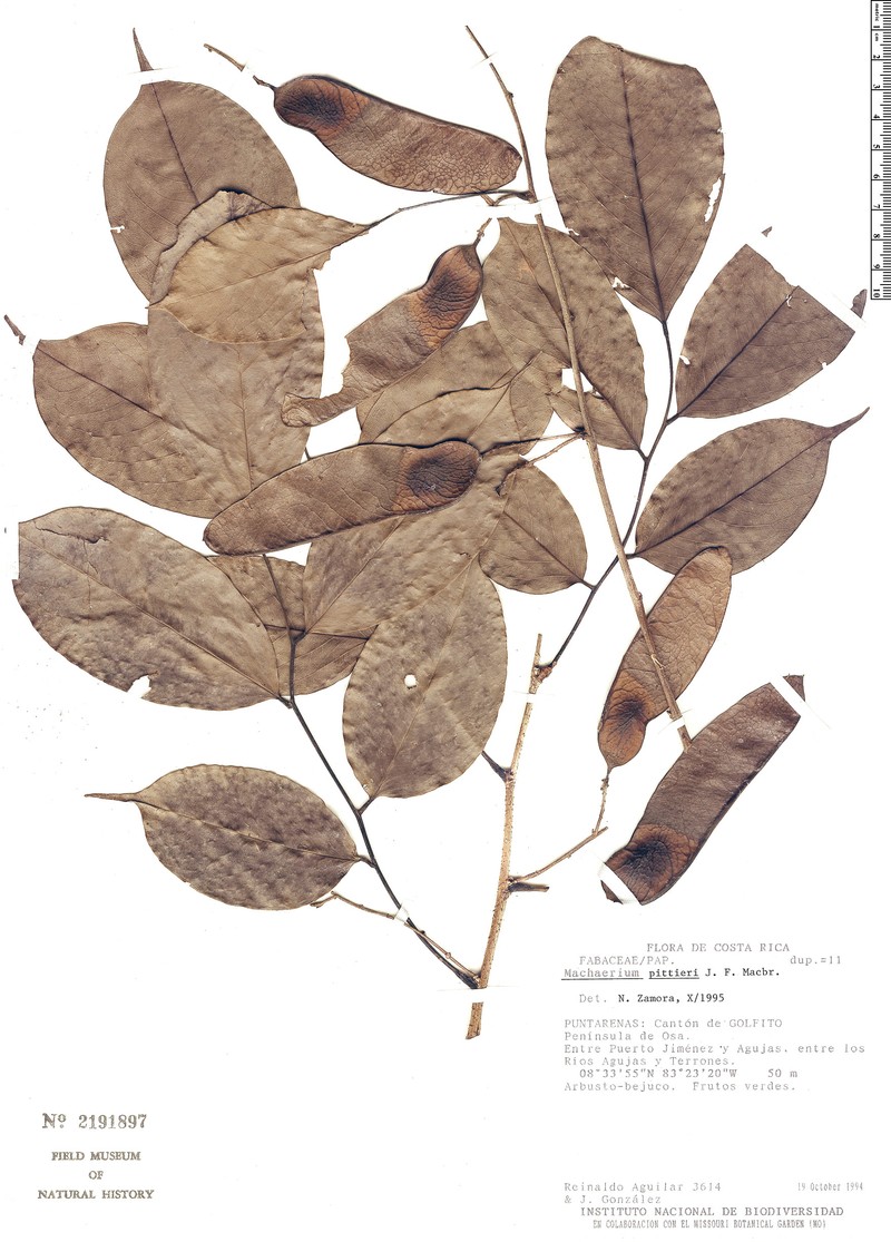 Machaerium excavatum