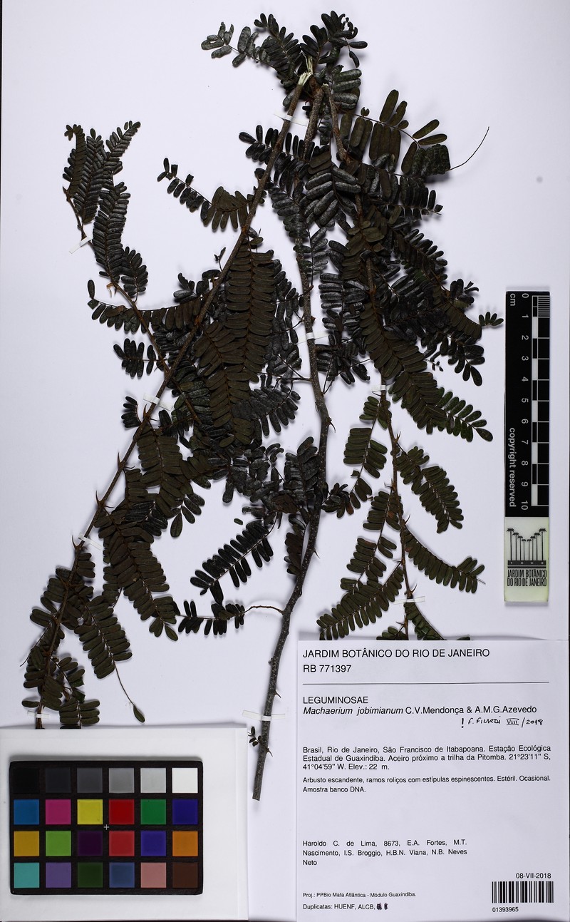 Machaerium jobimianum