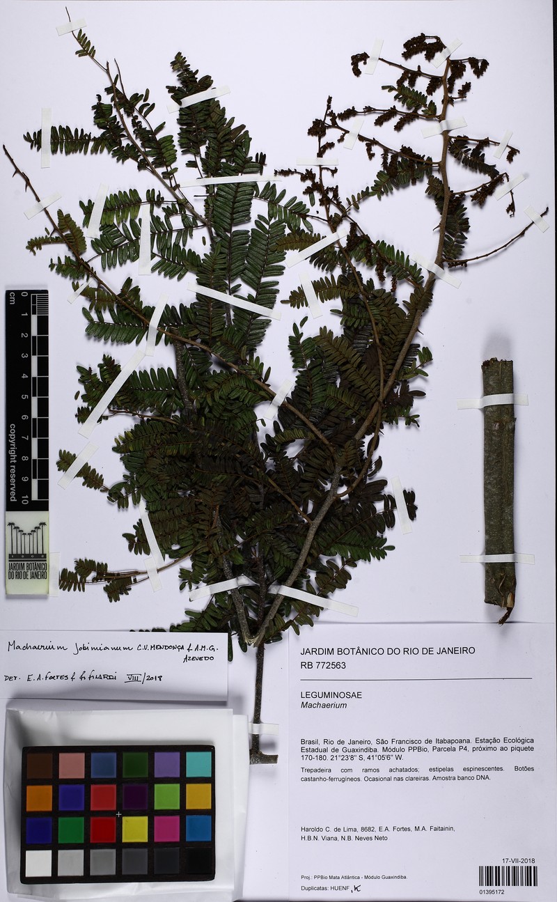 Machaerium jobimianum photo 2