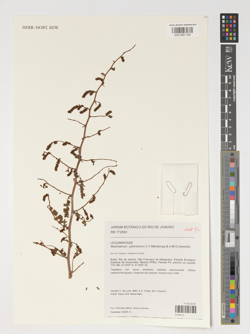 Machaerium jobimianum photo 3
