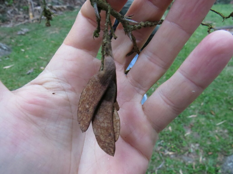 Machaerium macaense photo 3