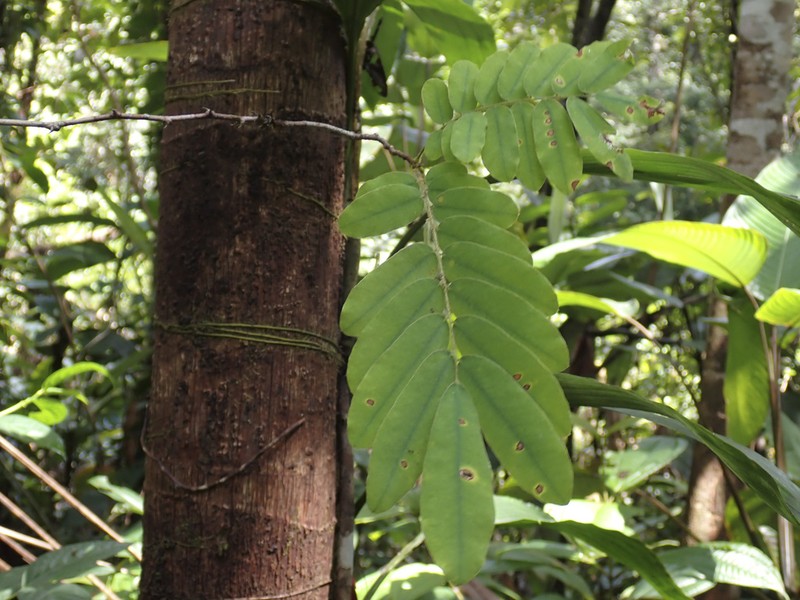 Machaerium polyphyllum