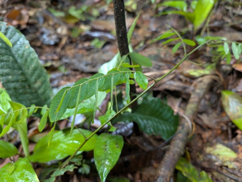 Machaerium polyphyllum photo 2
