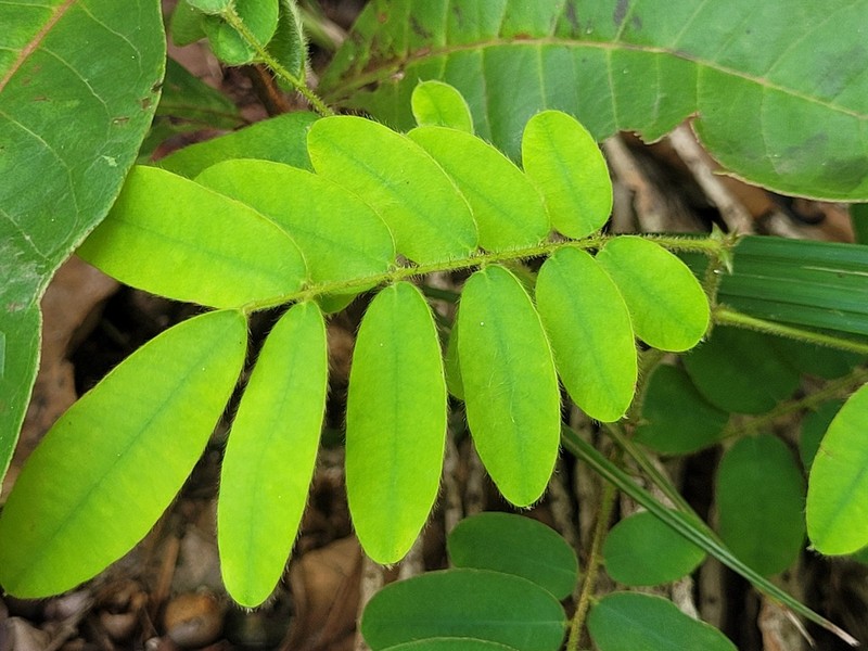 Machaerium polyphyllum photo 4