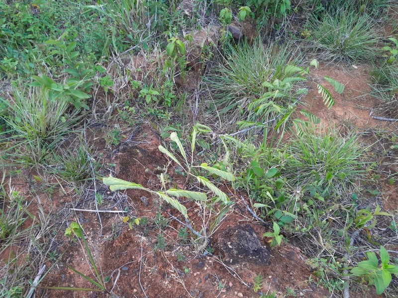 Machaerium polyphyllum photo 5