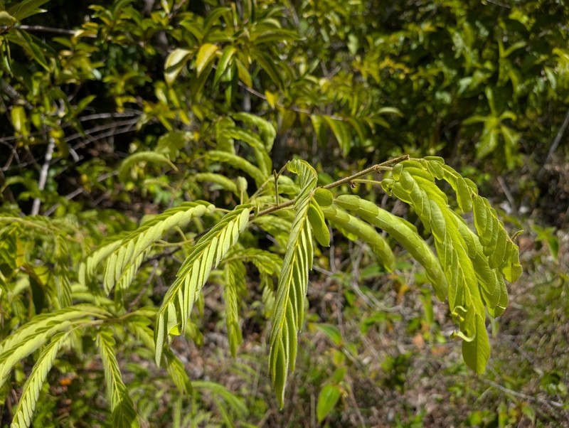 Machaerium polyphyllum photo 6