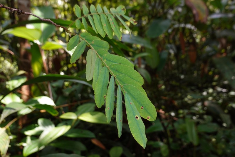 Machaerium polyphyllum photo 8