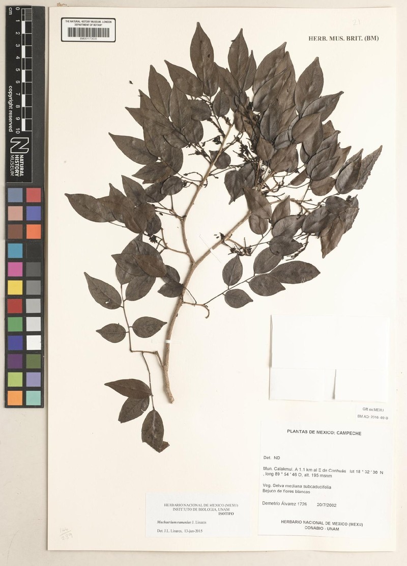 Machaerium ramosiae