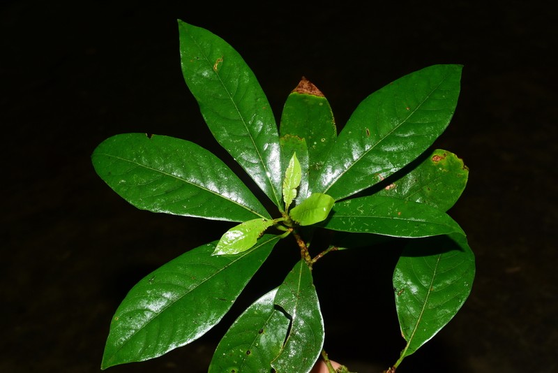Machilus bokorensis