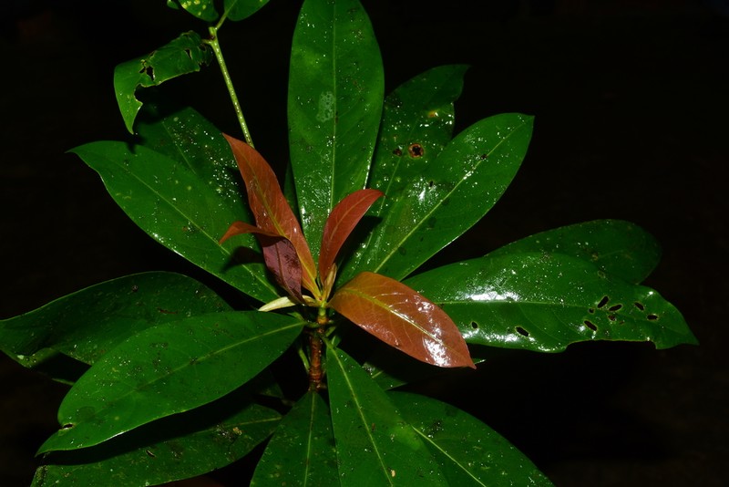 Machilus bokorensis photo 2
