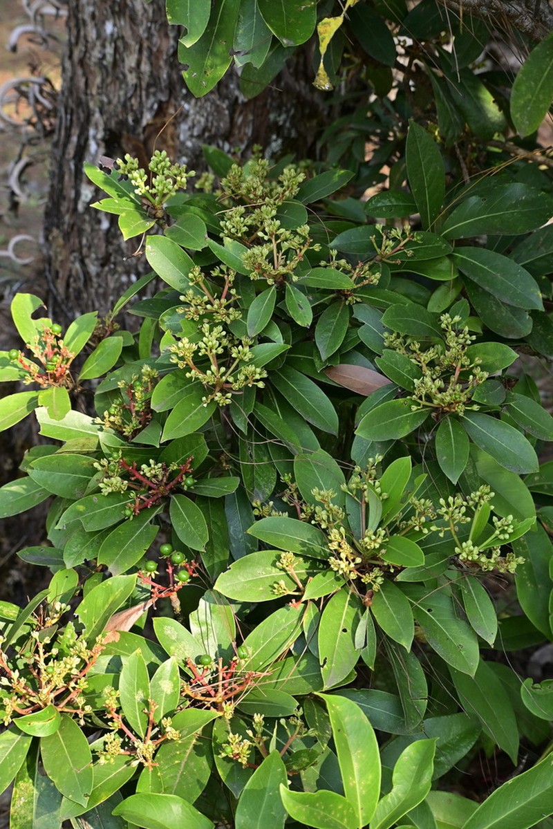 Machilus suddeei