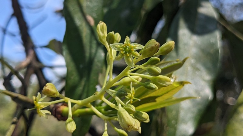 Machilus zuihoensis var. mushaensis