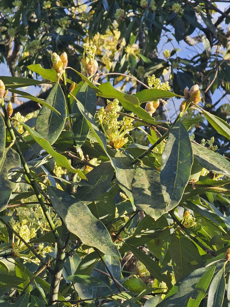 Machilus zuihoensis var. mushaensis photo 2