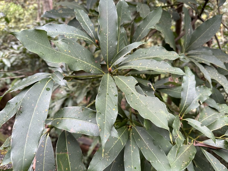 Machilus zuihoensis var. mushaensis photo 3