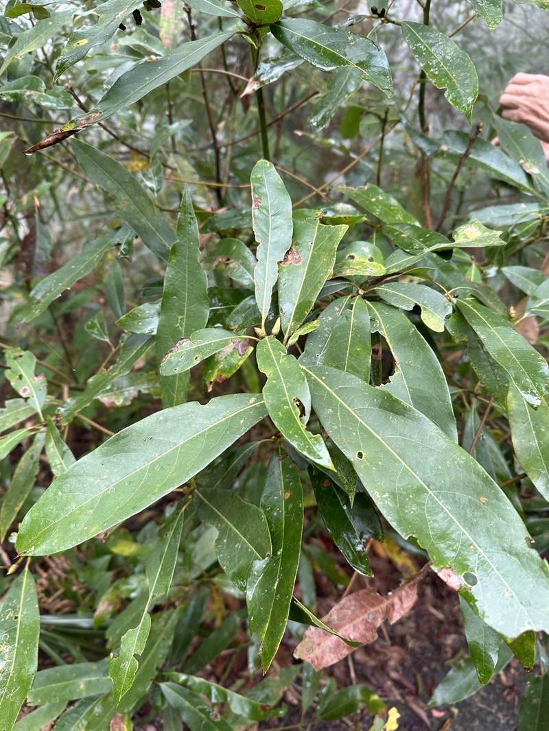 Machilus zuihoensis var. mushaensis photo 4