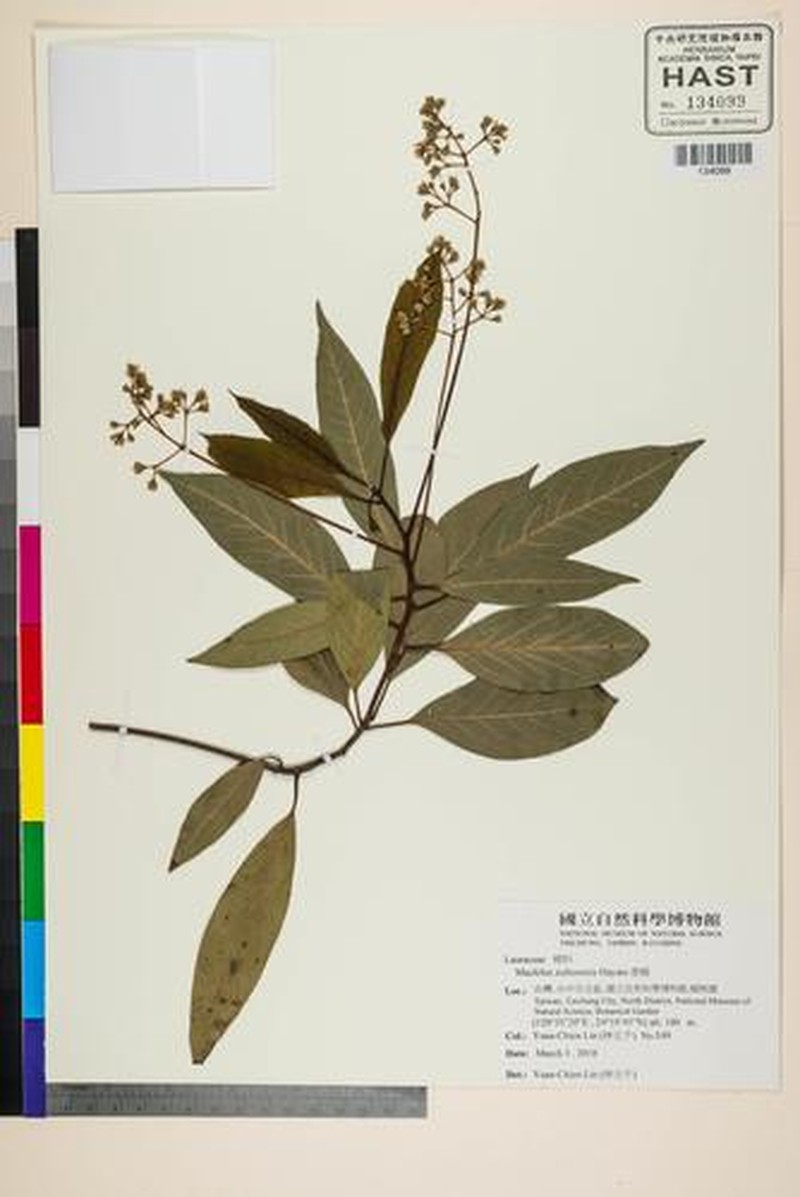 Machilus zuihoensis var. zuihoensis