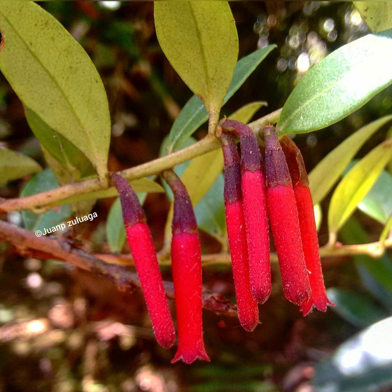 Macleania antioquiae