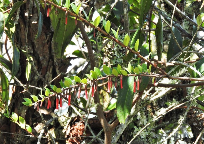Macleania antioquiae photo 2