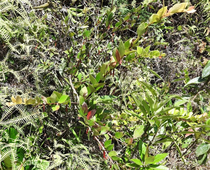 Macleania antioquiae photo 3