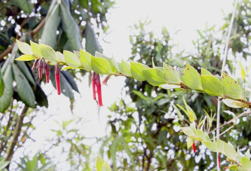 Macleania antioquiae photo 4