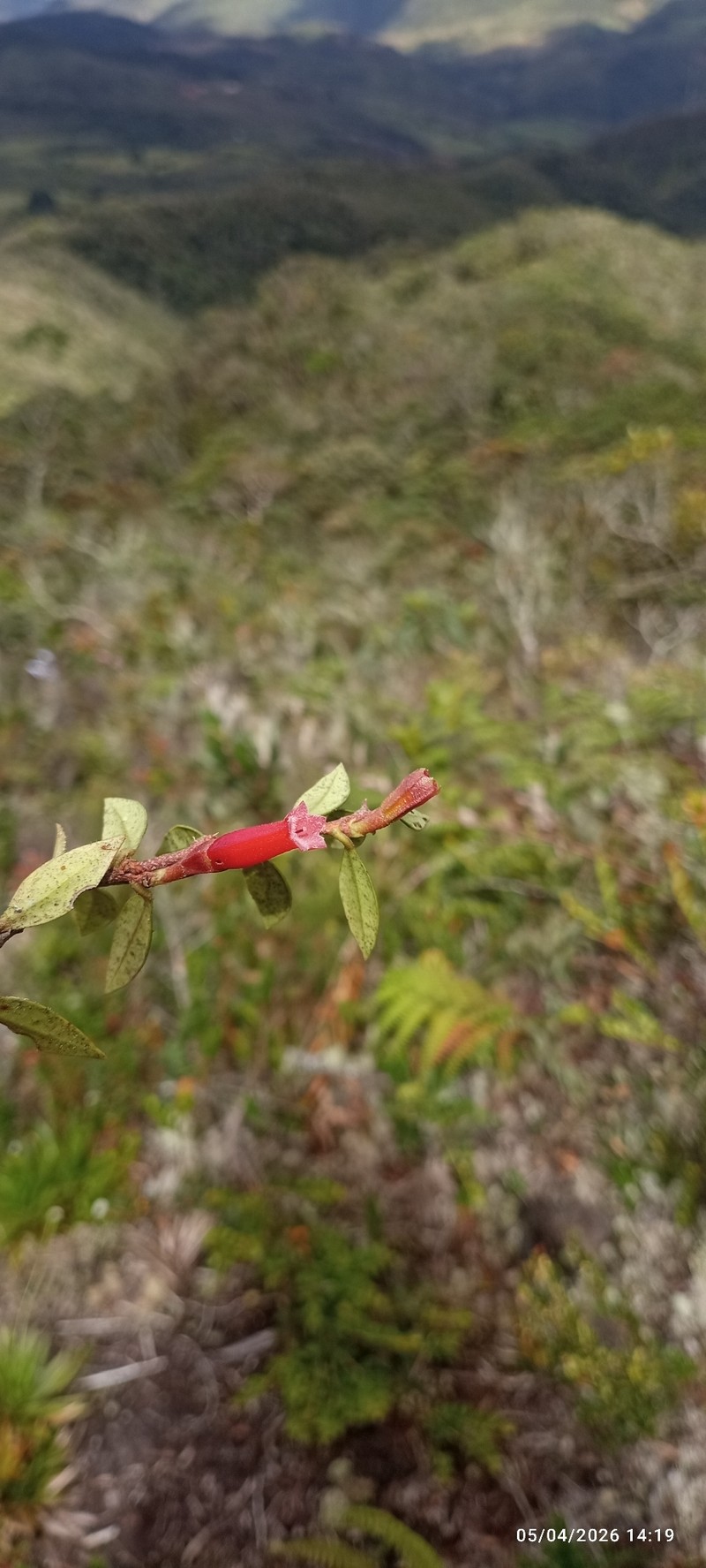 Macleania antioquiae photo 7