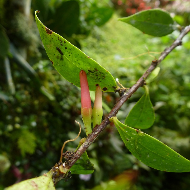 Macleania antioquiae photo 8