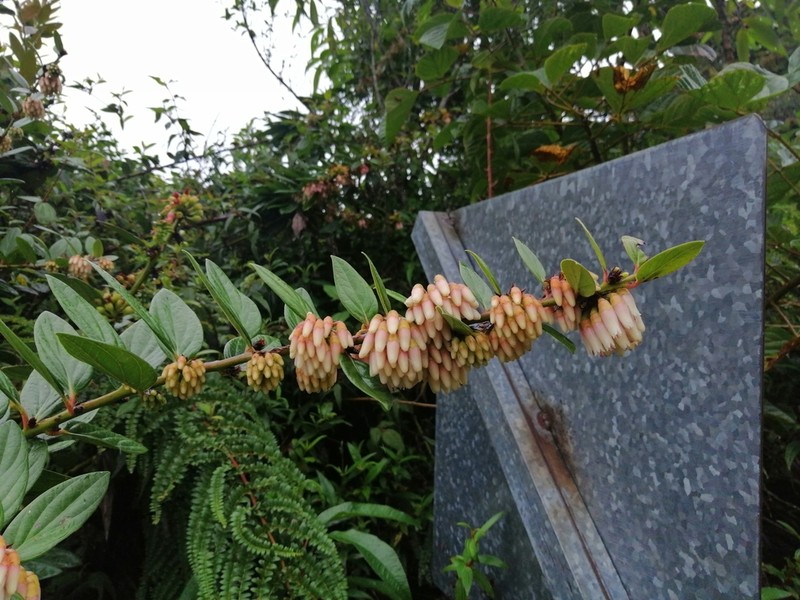 Macleania benthamiana